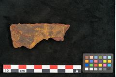Foto (Objekt + Etikett) von Cinnamomum leichardtii Ettingshausen (NHMW-GEO-2024-0188-10378b)